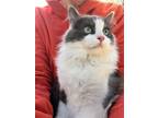 Adopt Kiki a Gray or Blue (Mostly) Domestic Longhair / Mixed (long coat) cat in