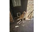 Adopt Bailey a Tan/Yellow/Fawn Golden Retriever / Mixed dog in Edmond