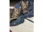 Adopt Harry and Larry Kittens a Tiger Striped Domestic Shorthair (short coat)