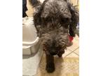 Adopt Poppy a Black Goldendoodle / Mixed dog in Chesapeake, VA (41446144)