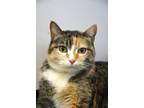 Adopt Prim a Domestic Shorthair / Mixed (short coat) cat in St.