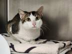 Adopt Atmos a White Domestic Shorthair / Domestic Shorthair / Mixed cat in