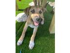 Adopt Hoover a Tan/Yellow/Fawn Mixed Breed (Large) / Mixed dog in Appleton