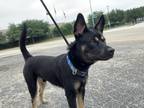 Adopt Kristoff a Black German Shepherd Dog / Mixed Breed (Medium) / Mixed (short