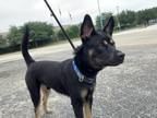 Adopt Kristoff a Black German Shepherd Dog / Mixed dog in Fort Worth