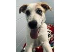 Adopt Blanco a White Mixed Breed (Medium) / Mixed dog in Appleton, WI (41203536)