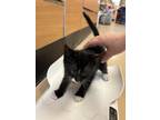 Adopt Bruce - Pink Polish-PRE-ADOPTED a All Black Domestic Shorthair / Mixed