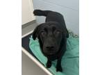 Adopt Zoe a Black Labrador Retriever / Shepherd (Unknown Type) / Mixed dog in