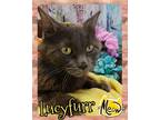 Adopt Lucyfurr a Gray or Blue Domestic Mediumhair / Domestic Shorthair / Mixed