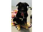Adopt Zena a Black Labrador Retriever / Mixed dog in Appleton, WI (41287380)