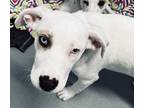 Adopt Polenta a White Mixed Breed (Medium) / Mixed Breed (Medium) / Mixed (short