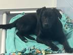 Adopt Zaphra a Black Labrador Retriever / Mixed dog in Appleton, WI (41287382)