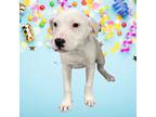 Adopt Mochi a White Mixed Breed (Medium) / Mixed dog in Appleton, WI (41203534)