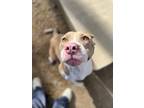 Adopt Stardew a Tan/Yellow/Fawn American Pit Bull Terrier / Catahoula Leopard