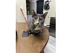 Adopt Skylar a Calico or Dilute Calico Domestic Shorthair / Mixed (short coat)