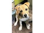 Adopt Amy a Tan/Yellow/Fawn Mixed Breed (Small) / Mixed Breed (Medium) / Mixed