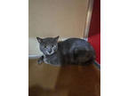 Adopt Champagne Old Forge 18 a Gray or Blue Domestic Shorthair / Domestic