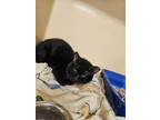 Adopt Newton Ransom 21 a All Black Domestic Shorthair / Domestic Shorthair /