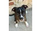 Adopt Minty a Black American Pit Bull Terrier / Mixed Breed (Medium) / Mixed