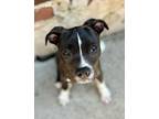 Adopt Minty a Black American Pit Bull Terrier / Mixed dog in Brooklyn