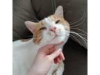 Adopt Groot a White Domestic Shorthair / Domestic Shorthair / Mixed cat in