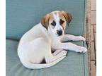 Adopt Sadie a White Great Pyrenees / Mixed dog in Appleton, WI (41203526)