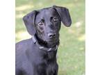 Adopt Leila (Winnie) (Cocoa Adoption Center) a Black Labrador Retriever / Mixed