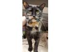 Adopt Shawarma a All Black Domestic Shorthair / Domestic Shorthair / Mixed cat