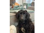 Adopt Bear a Black - with Tan, Yellow or Fawn Aussiedoodle / Mixed dog in Los