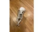 Adopt June a Tan/Yellow/Fawn Labrador Retriever / Mixed dog in Brunswick