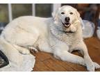 Adopt Emma a White Great Pyrenees / Mixed dog in Neosho, MO (41426627)