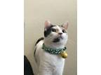 Adopt Alsbury a Calico or Dilute Calico Domestic Shorthair (short coat) cat in