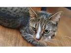 Adopt Miwa a Spotted Tabby/Leopard Spotted Domestic Shorthair / Mixed (short