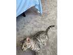 Adopt Benny a Spotted Tabby/Leopard Spotted Bengal / Mixed (medium coat) cat in