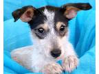 Adopt Gabby a Tricolor (Tan/Brown & Black & White) Wirehaired Fox Terrier /