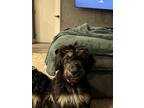 Adopt Bagel a Black - with Tan, Yellow or Fawn Aussiedoodle / Mixed dog in Los