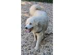 Adopt Big Gulp a Tan/Yellow/Fawn Great Pyrenees / Mixed dog in Williamsburg