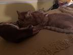 Adopt Carly and Lily a Orange or Red Tabby American Shorthair / Mixed (medium