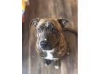 Adopt Trooper a Brindle Mountain Cur / Plott Hound / Mixed dog in Wolcott