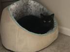 Adopt Remi a All Black Bombay / Mixed (medium coat) cat in Flagstaff