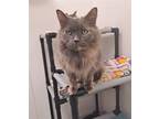 Adopt Charmin (Moo Moo) a Tortoiseshell Domestic Longhair / Mixed (long coat)