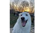 Adopt Mellow a White Great Pyrenees / Mixed dog in Clifton Park, NY (41200787)