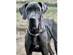 Adopt Jax a Gray/Blue/Silver/Salt & Pepper Great Dane / Mixed dog in Brunswick