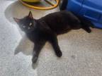 Adopt Mayonnaise a All Black Domestic Mediumhair / Mixed (medium coat) cat in