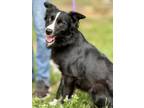 Adopt Nellie a Black - with White Border Collie / Mixed dog in Brunswick