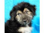 Adopt Echo a Tricolor (Tan/Brown & Black & White) Collie / Australian Shepherd /