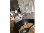 Adopt Archer a White (Mostly) American Wirehair / Mixed (medium coat) cat in