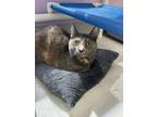 Adopt Nala a Gray or Blue Domestic Shorthair / Mixed cat in Largo, FL (41434812)