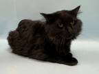 Adopt Apollo a All Black Domestic Longhair / Domestic Shorthair / Mixed cat in
