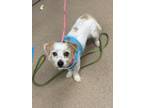 Adopt Nero - IN FOSTER a White Mixed Breed (Small) / Mixed dog in Chamblee
